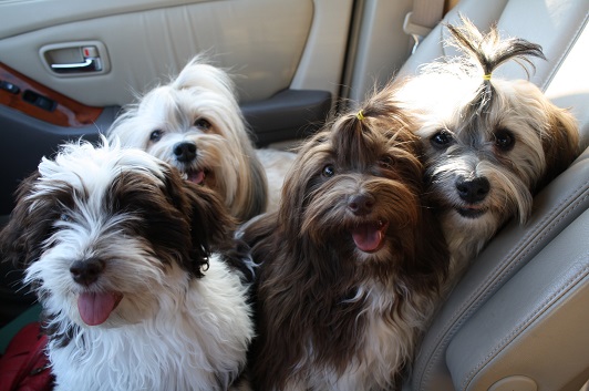 brindle havanese