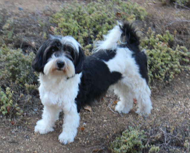 havanese puppy cut pictures havanese puppy cut www imgkid the image kid has it havanese puppy cut pictures havanese puppy cut www imgkid the image kid has it