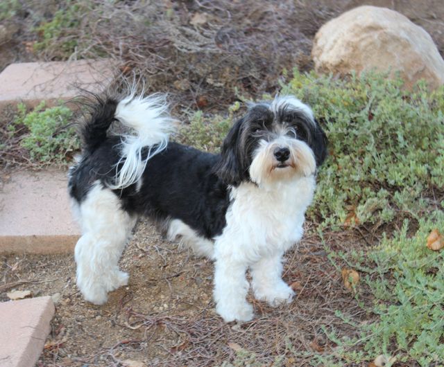 havanese puppy cut pictures puppy cut havanese www pixshark images galleries with a bite havanese puppy cut pictures puppy cut havanese www pixshark images galleries with a bite