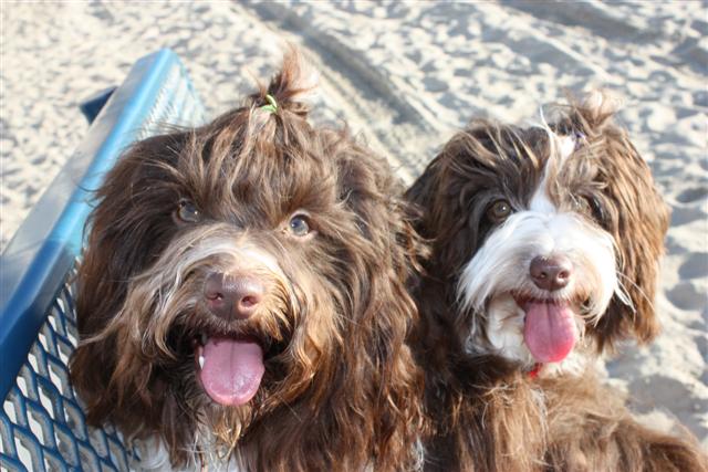 Chocolate_Havanese_Dogs_on_The_Beach