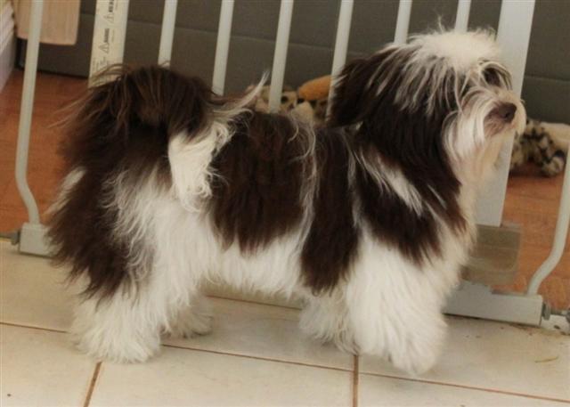 Chocolate_Patti_Havanese_Puppy