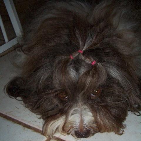 Chocolate_Havanese_Dog
