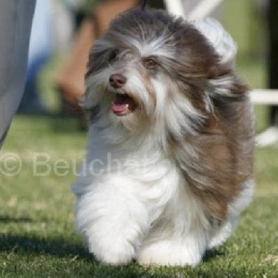 Chocolate_Havanese_Dog