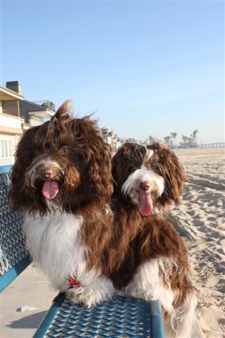 Chocolate_Havanese_Dogs_On_The_Beach