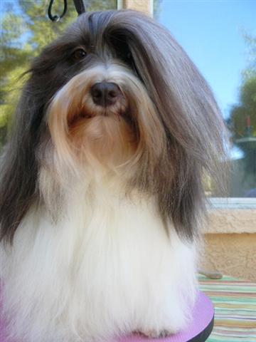 Chocolate_Parti_Havanese_Dog