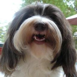 Chocolate _Parti_Havanese