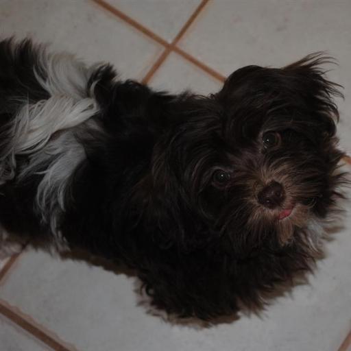 Chocolate_Havanese_Puppy