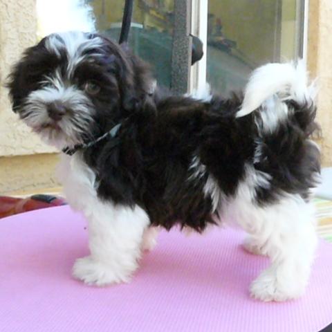 havanese with blue eyes