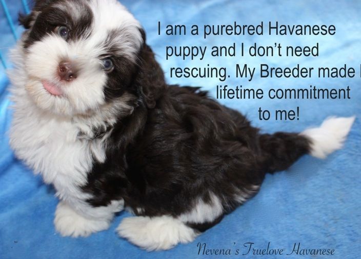 curly havanese puppies chocolate havanese puppy chocolate havanese puppy for sale chocolate havanese curly havanese puppies chocolate havanese puppy chocolate havanese puppy for sale chocolate havanese