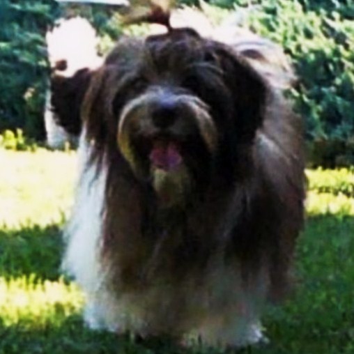 Chocolate_Havanese_Puppy