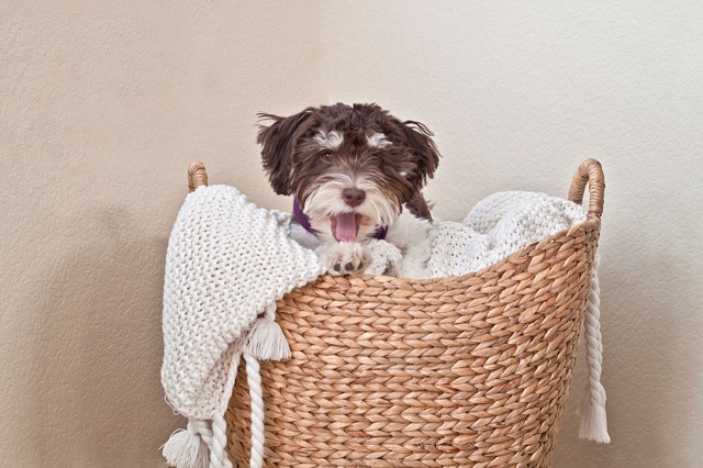 Chocolate_Havanese_Dog