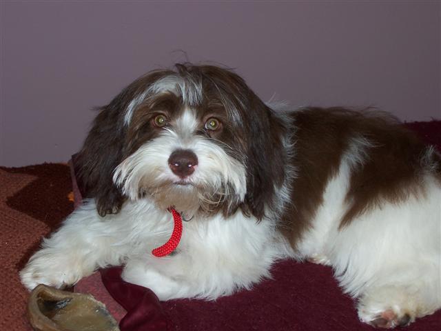 Chocolate_Havanese_Dog