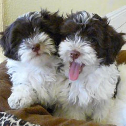 chocolate havanese dogs