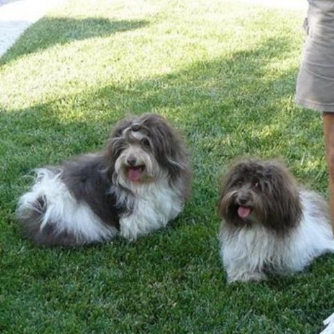 Chocolate_Havanese_Dogs