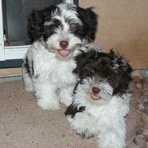 Chocolate_Havanese_Puppies
