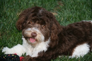 Chocolate_Parti_Havanese_Puppy