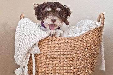 Tri_color_Chocolate_Parti_Havanese_Puppy