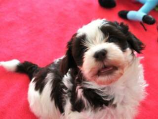 Chocolate_Havanese_Puppy