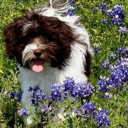 Chocolate_Havanese_Puppy