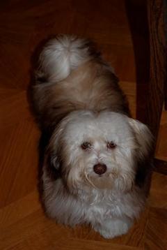 Chocolate_Havanese_Dog