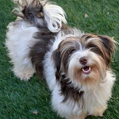 Chocolate_Havanese_Dog