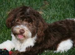 Chocolate_Havanese_Puppy