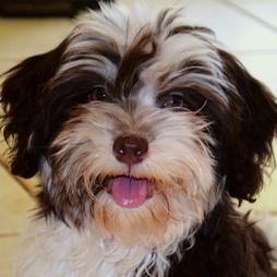 Chocolate_Havanese_Puppy