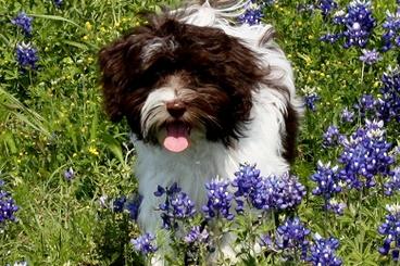 Dark_Chocolate_Havanese_Litter