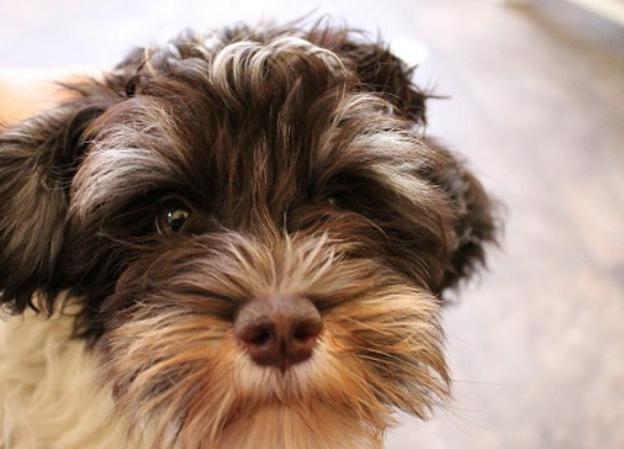 chocolate parti havanese chocolate havanese puppy chocolate havanese puppy for sale chocolate havanese chocolate parti havanese chocolate havanese puppy chocolate havanese puppy for sale chocolate havanese