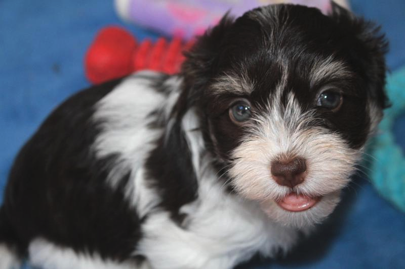 tri color havanese chocolate havanese puppy chocolate havanese puppy for sale chocolate havanese tri color havanese chocolate havanese puppy chocolate havanese puppy for sale chocolate havanese