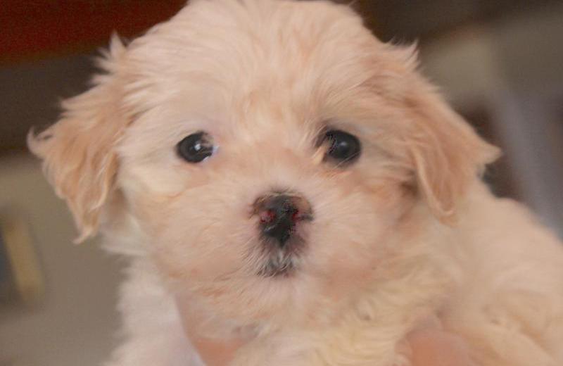 apricot havanese puppies for sale